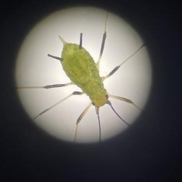 显微镜下的蚜虫